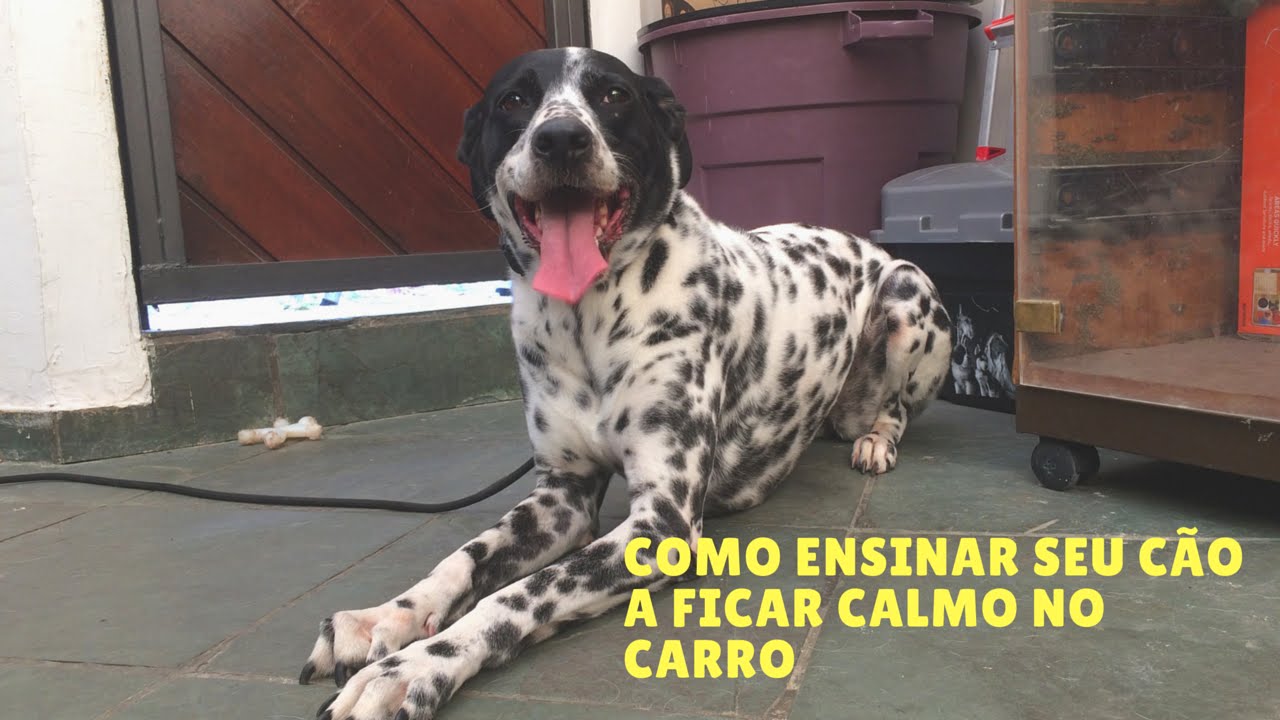 COMO ENSINAR SEU CÃO A FICAR CALMO DENTRO DO CARRO.