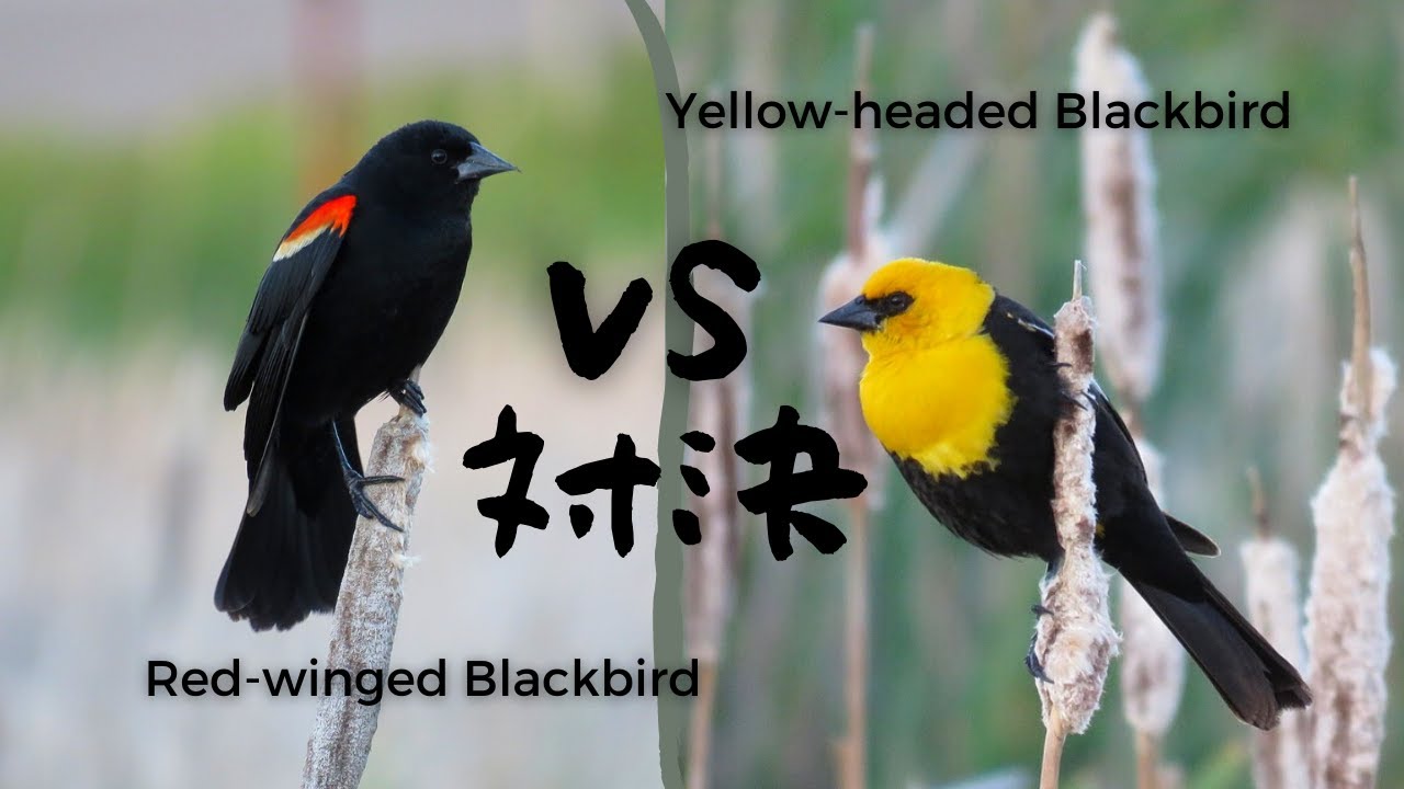 カラスの体にヒヨコの頭？Yellow-headed Blackbird Chased by Red-headed Blackbird Territorial Behaviors カナダ 自然 Vlog