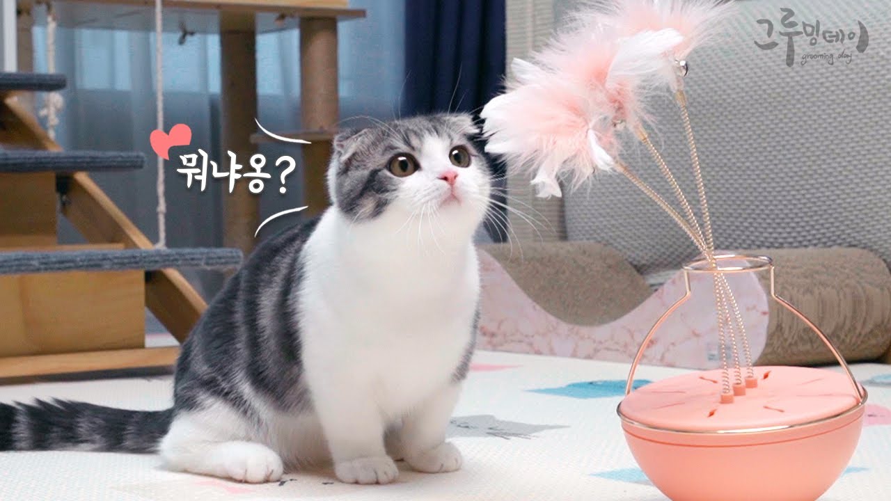 고양이랑 꽃놀이 해요 (FlowerPot cat toy)