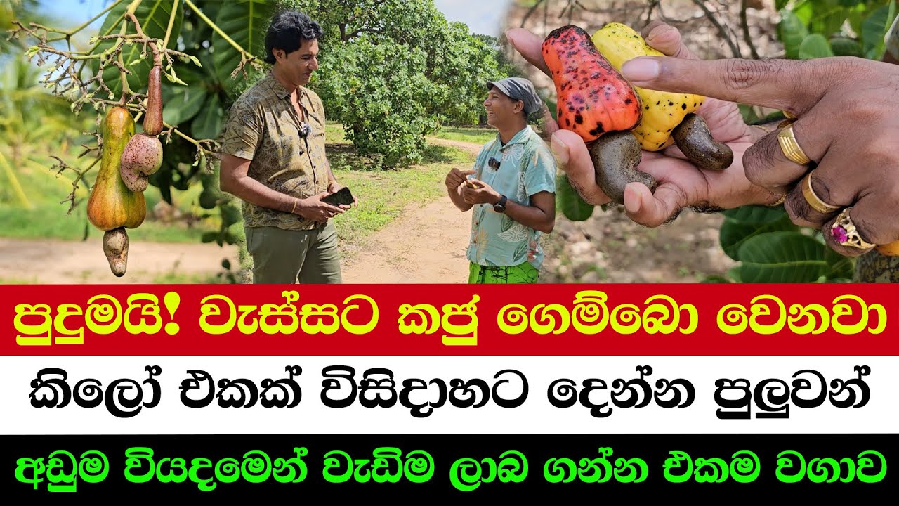 Low Cost – Maximum Profit Crop | Turn Your Land into a Gold Mine with Cashews