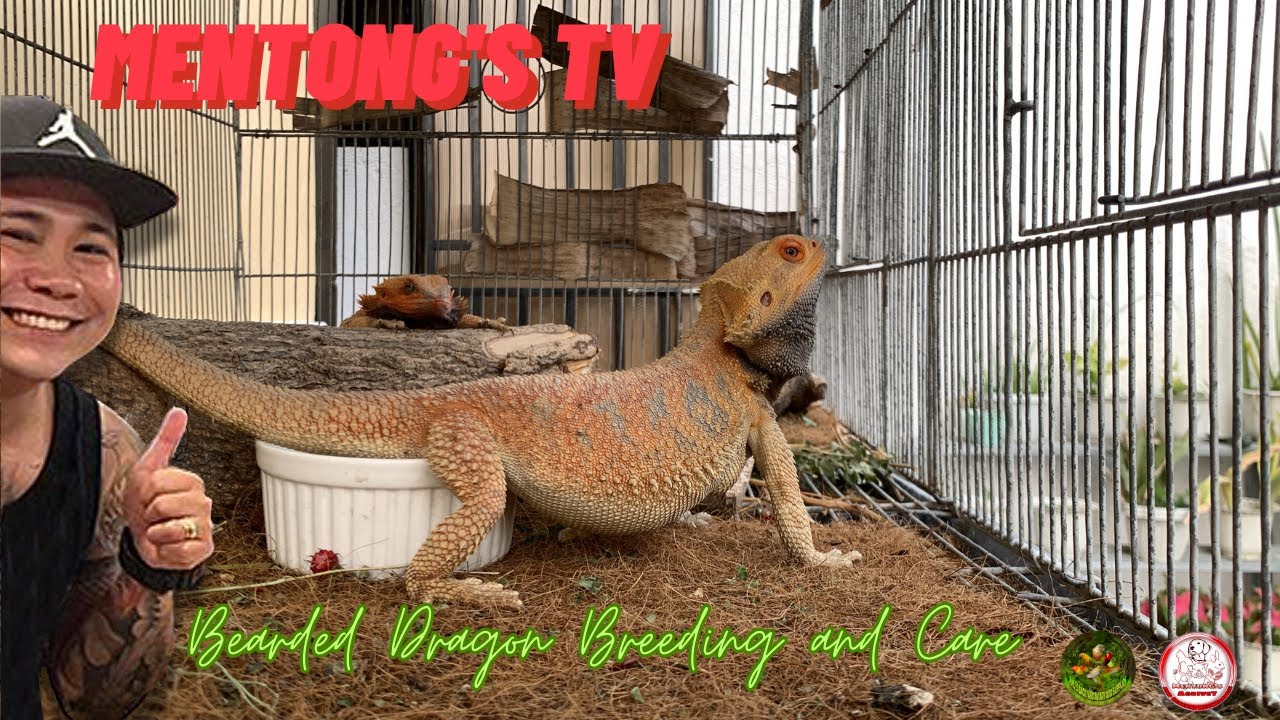 Breeding our Bearded Dragon and Care 101