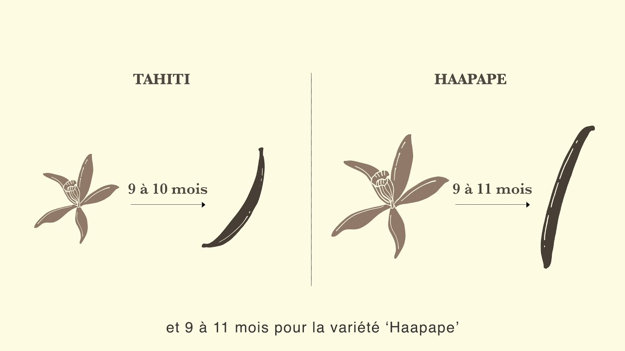 [Tuto FR] 6 - Faire produire le vanillier