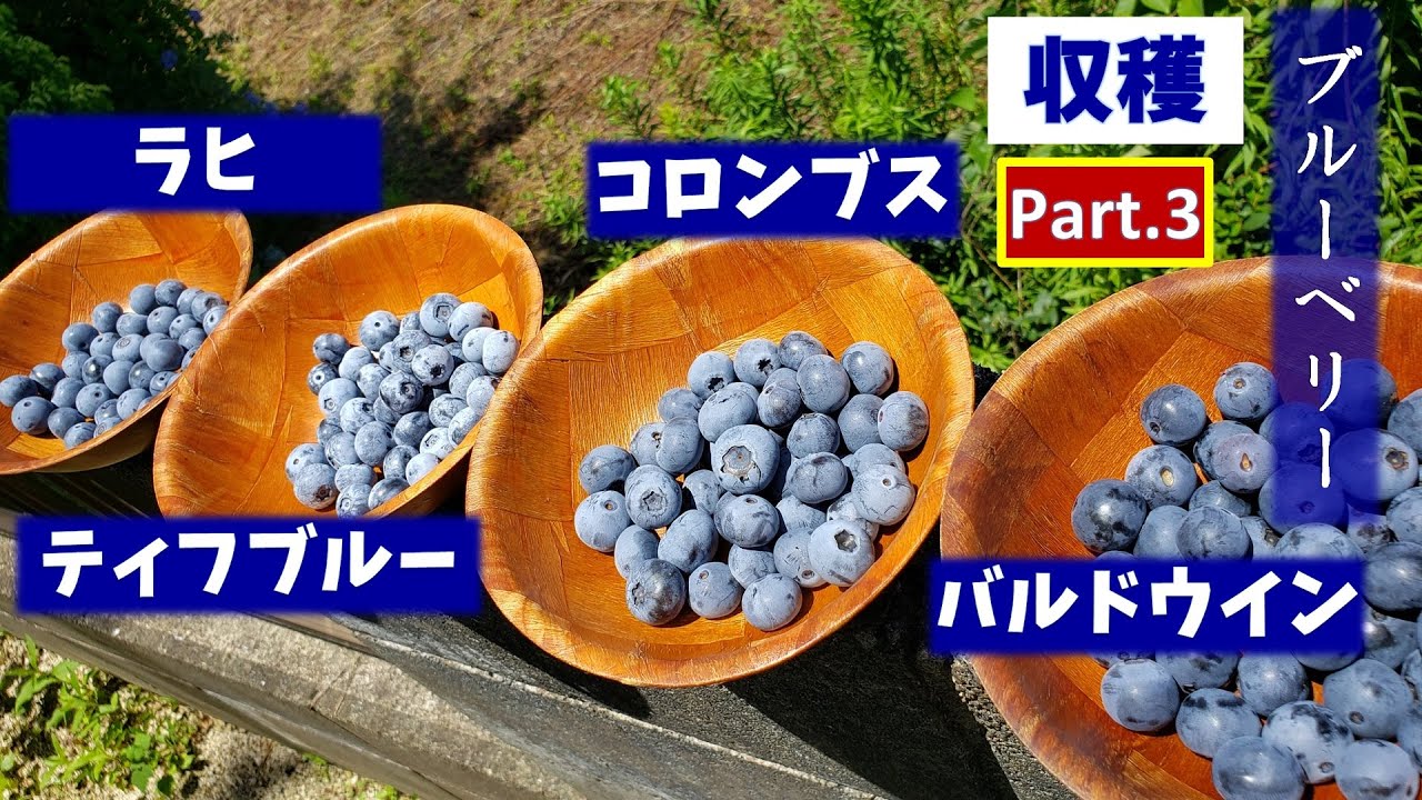ブルーベリー栽培：新たに4品種の収穫をしました