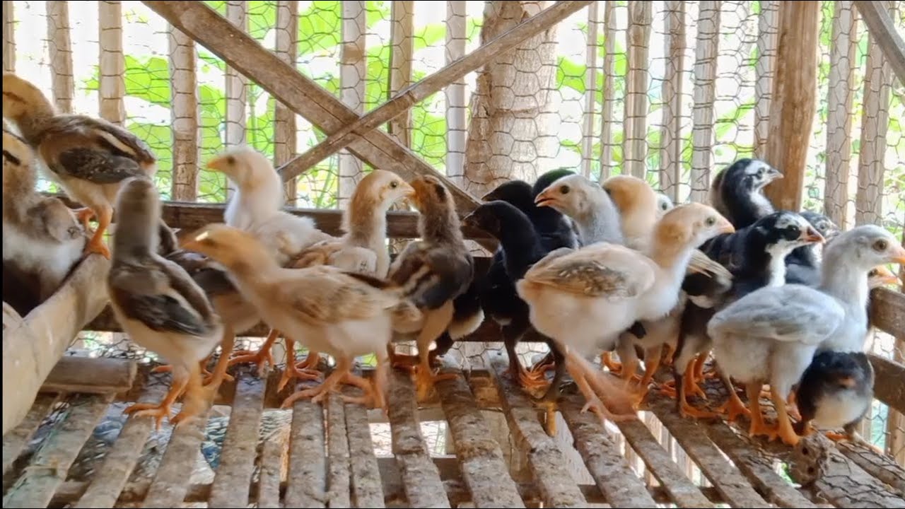 តើយើងត្រូវប្ដូរចំណីកូនមាន់នៅអាយុប៉ុន្មានទើបល្អ?