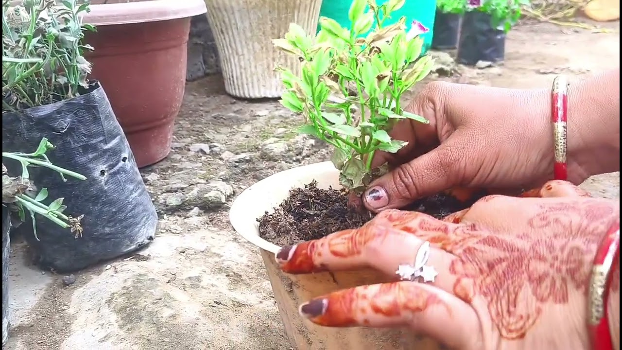 Mini plant pots in my Little garden 🏡🌳🌷