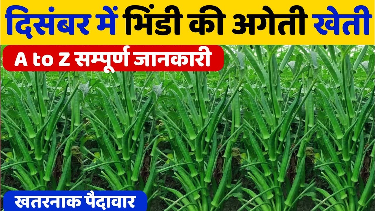 Bhindi ki kheti | अगेती भिंडी की खेती की संपूर्ण जानकारी | How to Start Okra farming | Okra ki kheti