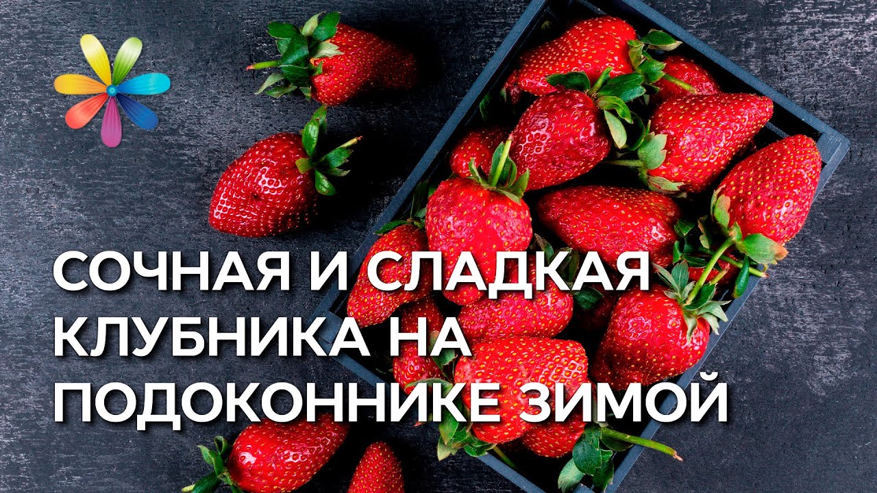 Клубника на подоконнике – это реально! – Все буде добре