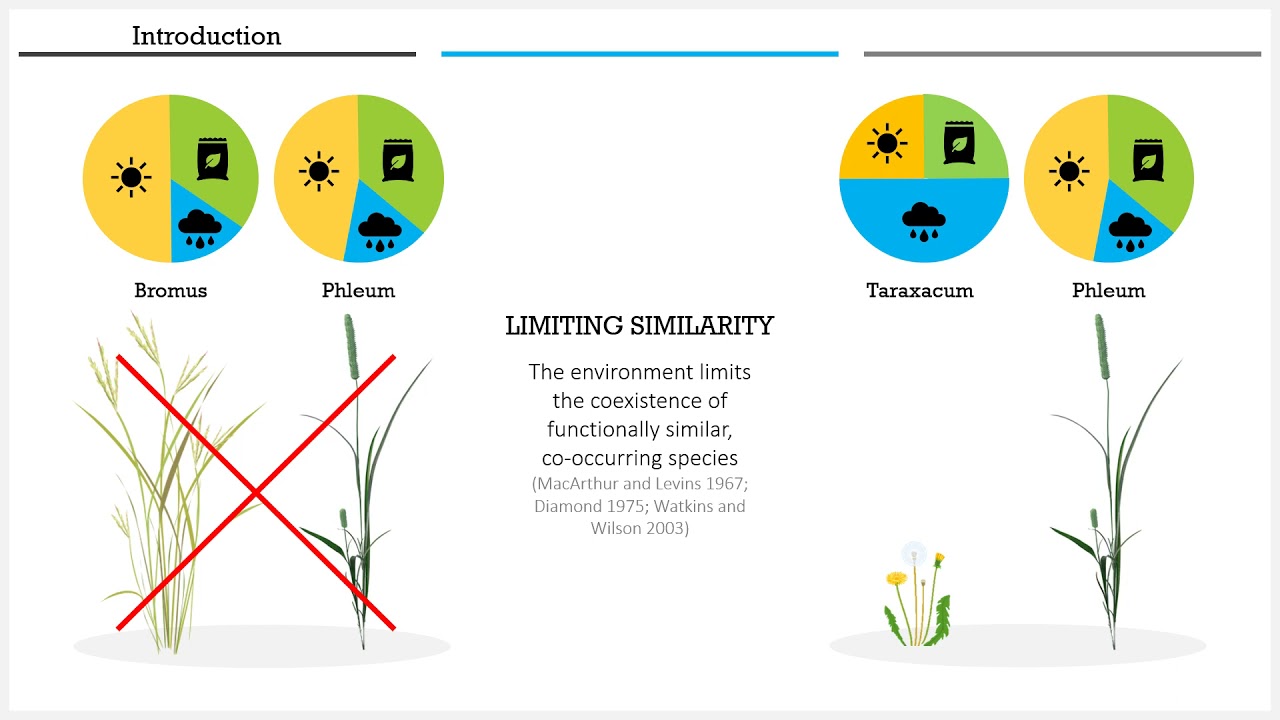 Is limiting similarity more evident for positively co-occurring plant species? | Kelly Balfour