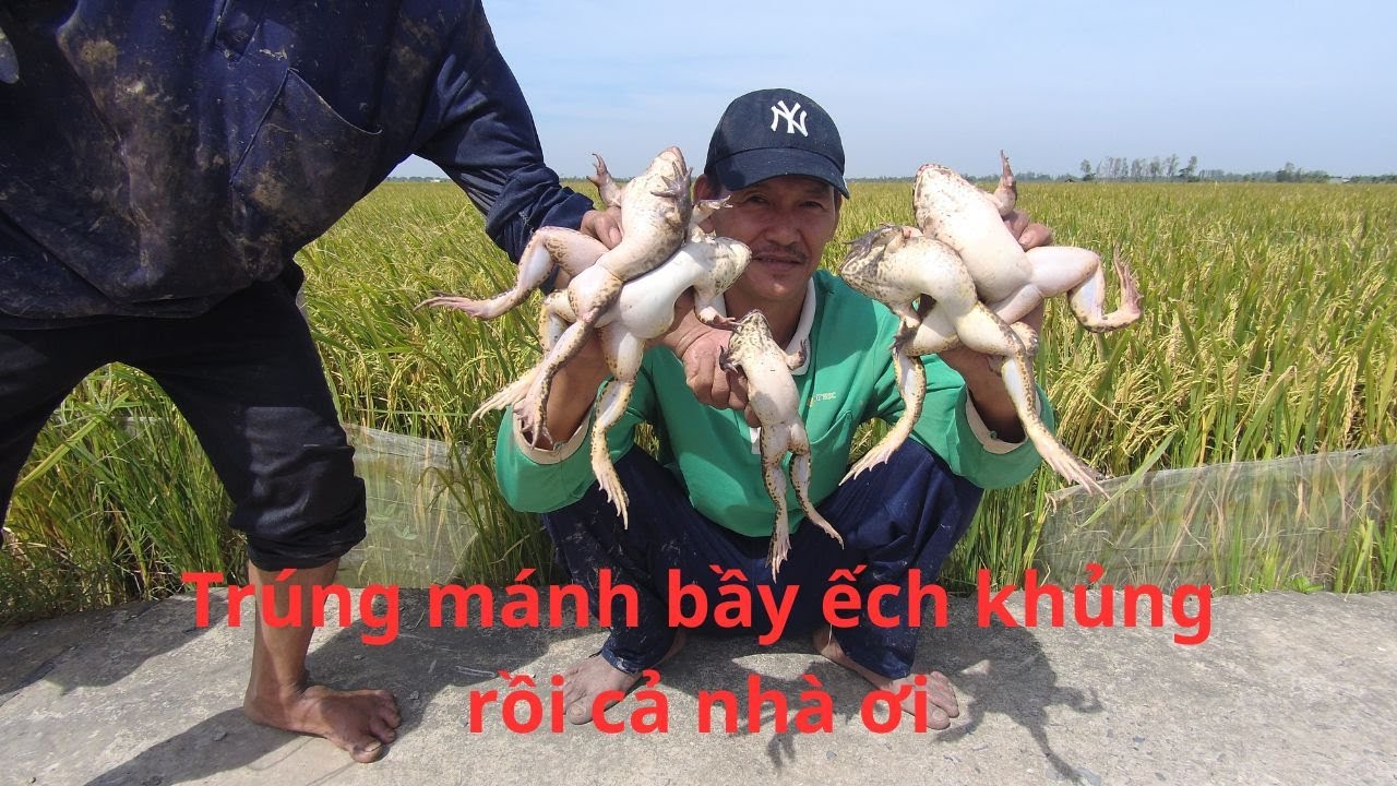 Tập.5 một ngày đi săn bắt dính toàn ếch khủng 5kg /thanh an miền tây