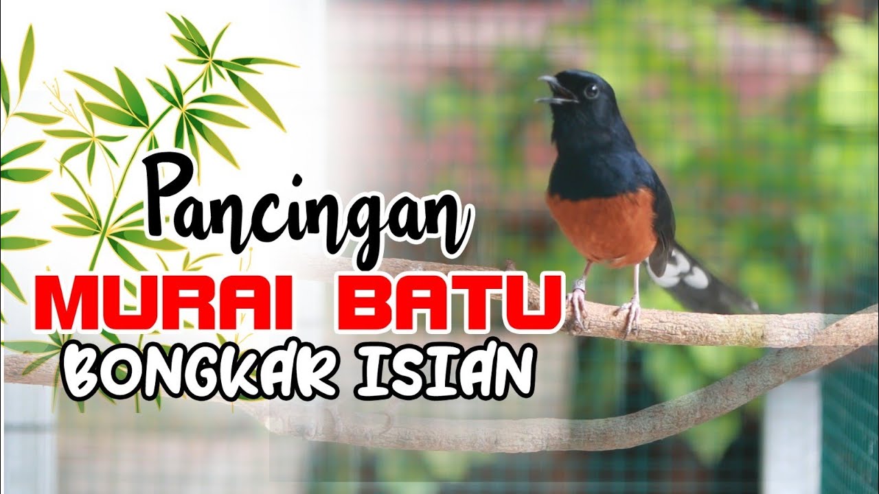 PANCINGAN  MURAI BATU BONGKAR ISIAN CILILIN , 100% EFEKTIP BUAT MURAI BATU MALAS JADI GACOR