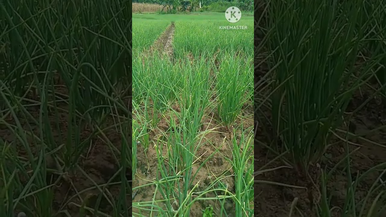 Cara atasi embun bulu atau Peronospora Destructor 