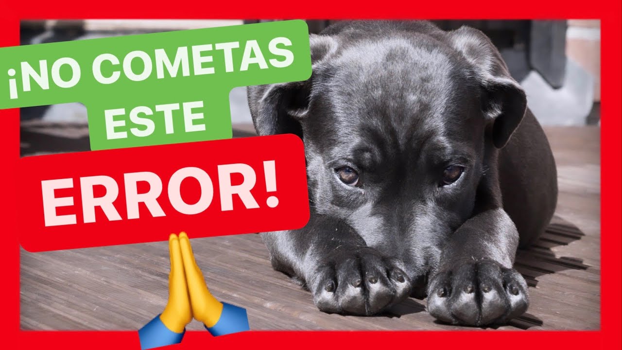 Mi PERRO NO ME HACE CASO 😱 - El PEOR ERROR si TIENES un PERRO ⛔️ [REFLEXIONA]