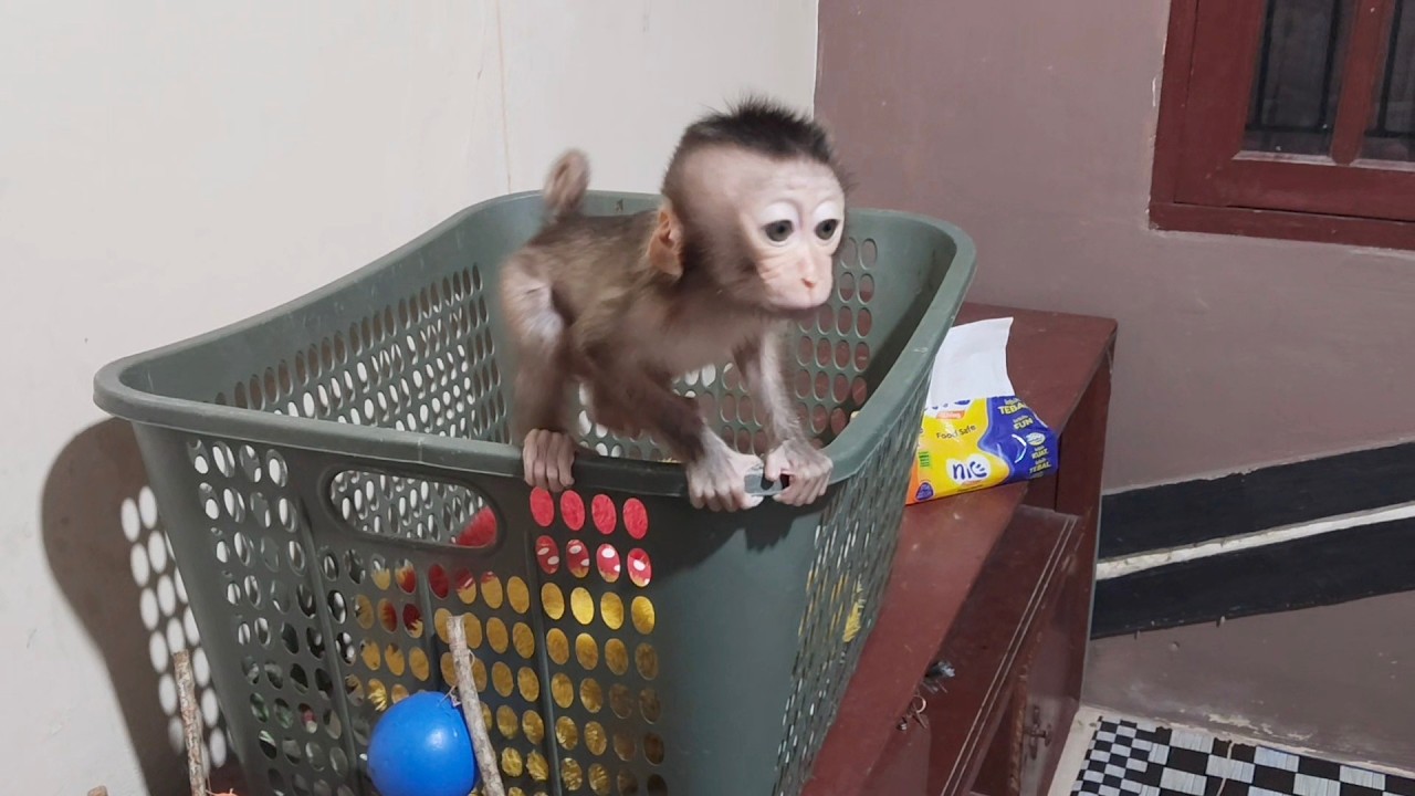 This monkey's behavior is getting more and more annoying😍🥰😘