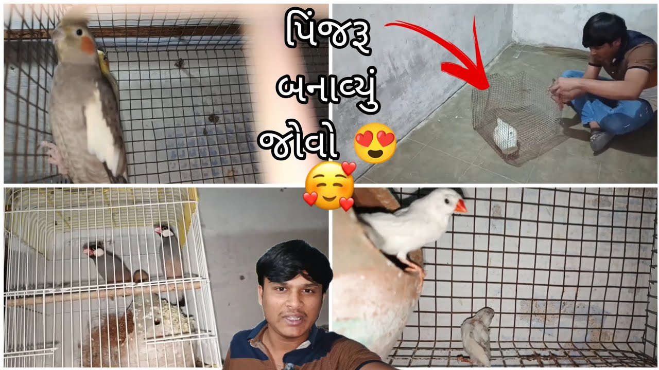 પિંજરૂ બનાવ્યું જોવો 😍@BirdpetsDmvolg @birdsdmpets6516 #dailyvlog #birds #parrot #viral #pets 