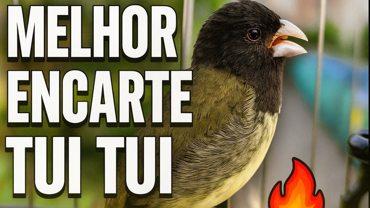 ENCARTES COLEIRO TUI TUI PARA TREINAMENTO DE COLEIRO E ESQUENTAR COLEIRO TUI TUI