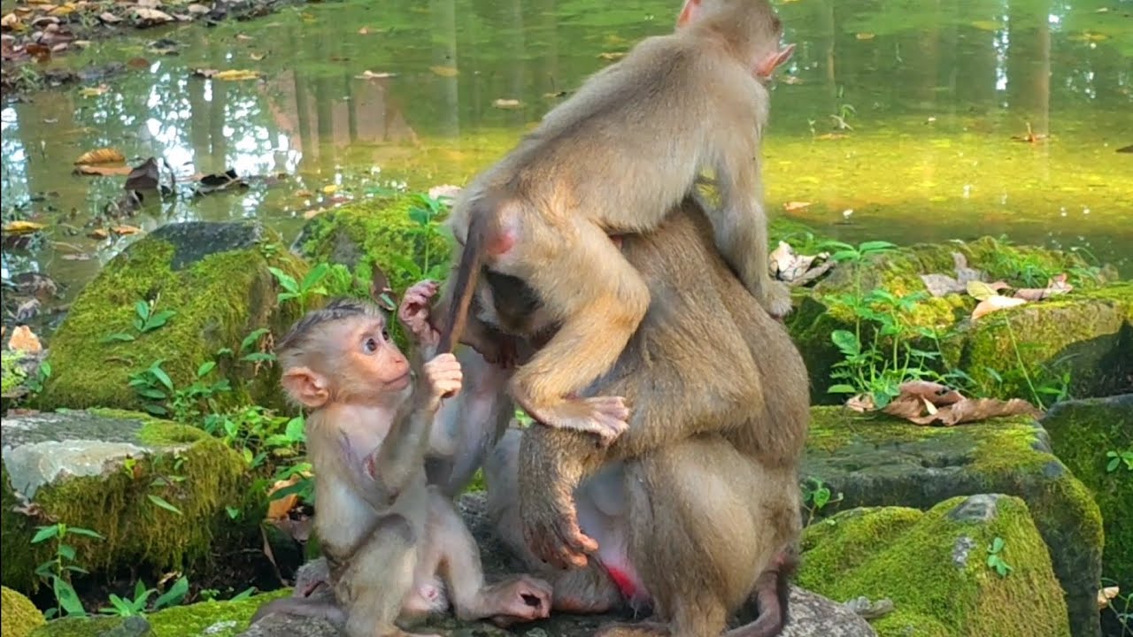 The best movements of baby monkey Lynx is trying to pulling little monkey Lily out of Mom Luna. 