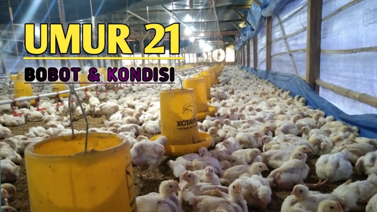 “Update Ayam Broiler Umur 21 Hari  Bobot, Pakan & Kondisi Kandang