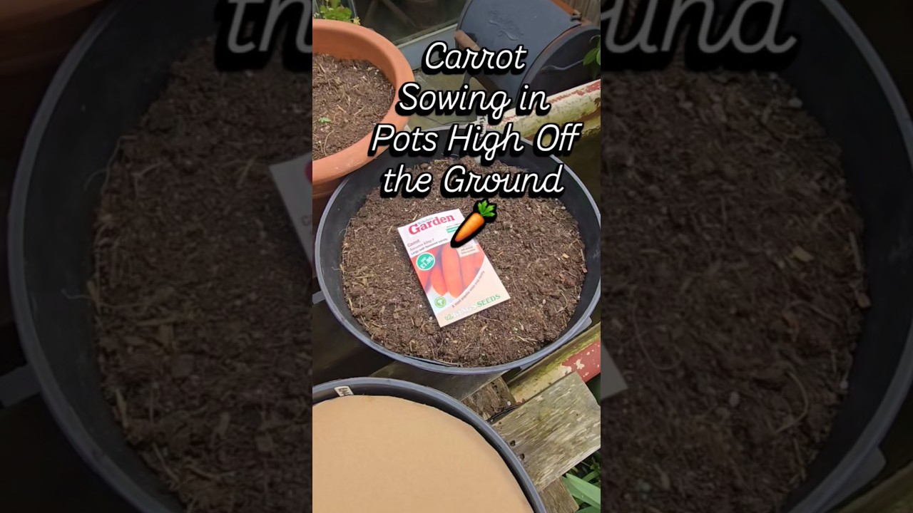 #carrot #carrots #growyourown #kitchengardening #growingfood #containergarden