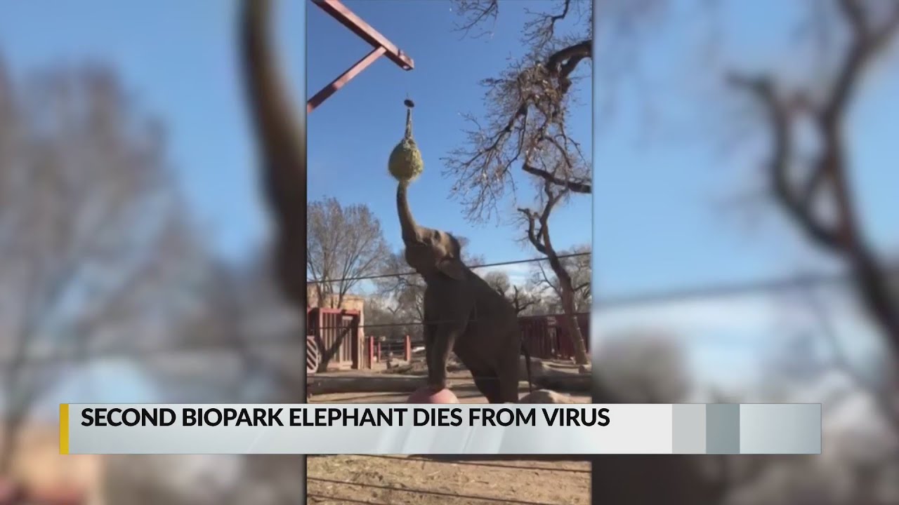 Second ABQ BioPark elephant dies from virus