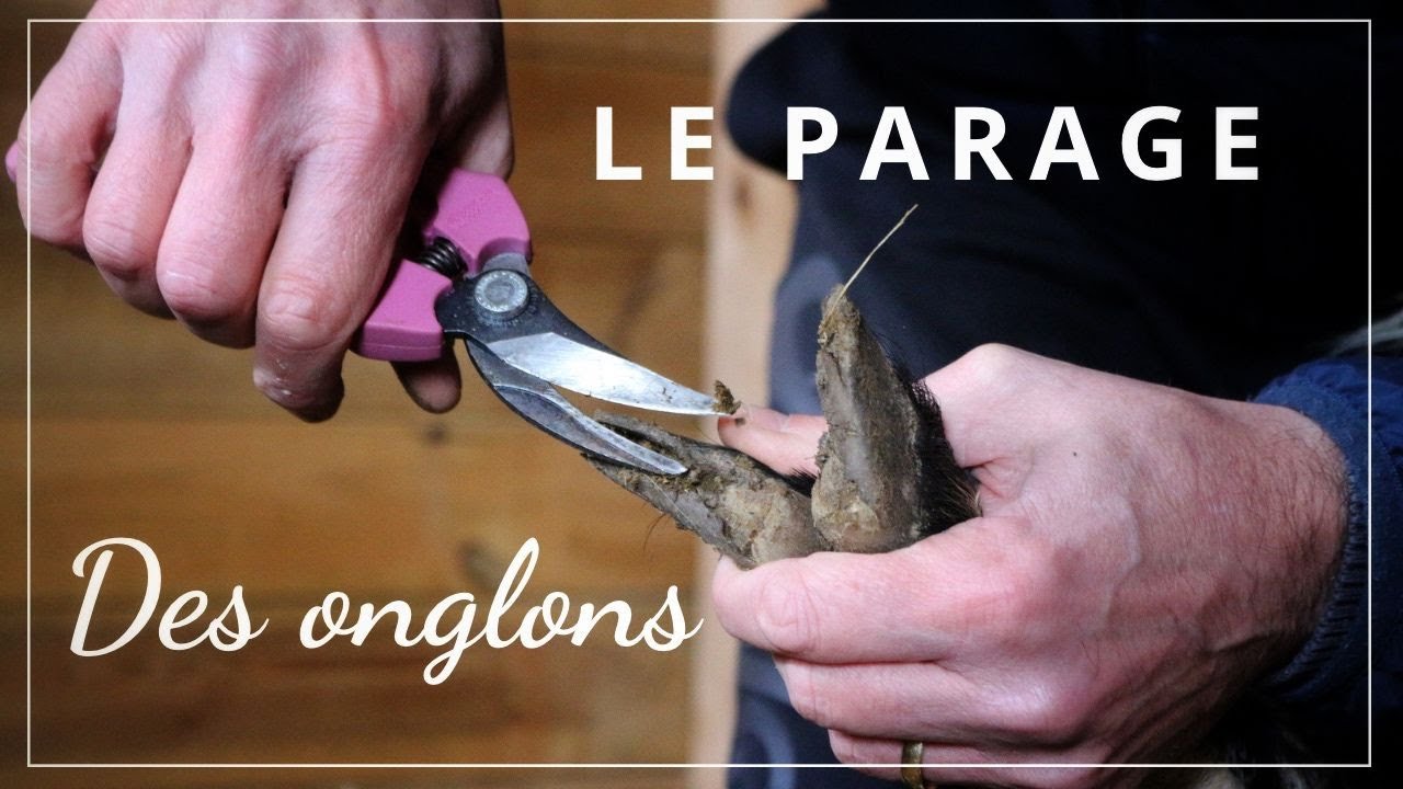 Comment couper les onglons de ses chèvres ?