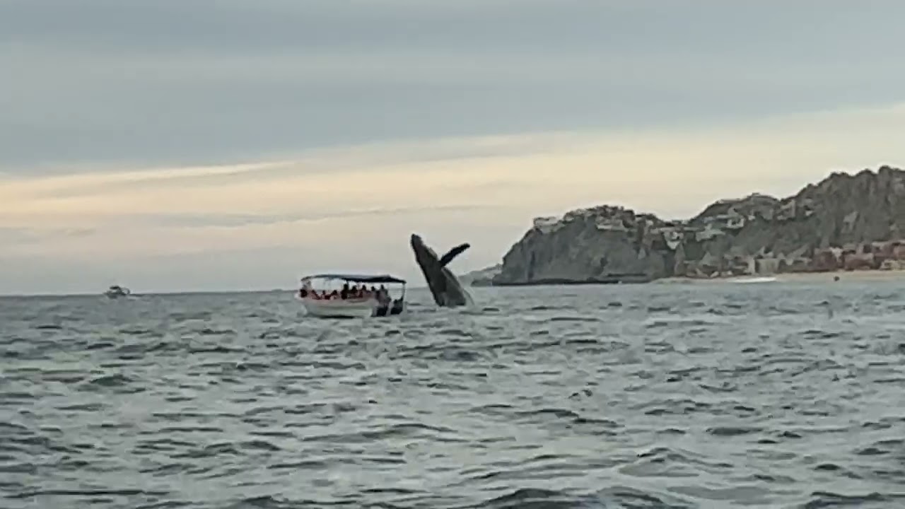 Epic Whale Watching in Cabo