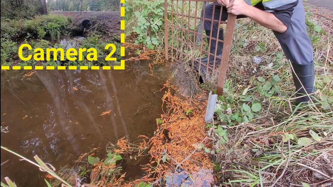 Unclogging Beaver Rack In Western Oregon To Prevent Flooding
