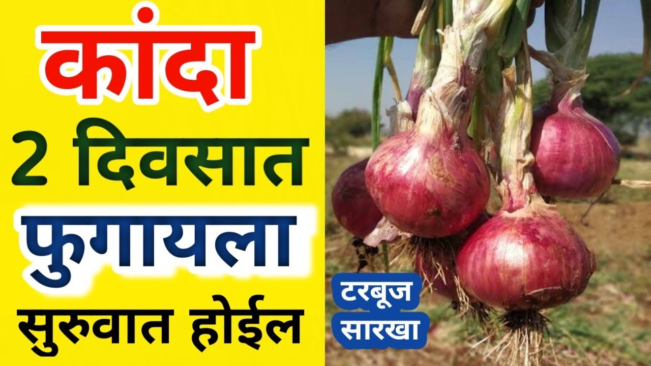 कांदा फुगण्यासाठी उपाय ! Kanda Fugnyasathi Upay | कांदा फुगण्यासाठी औषध / 2 दिवसात कांदा फुगेल