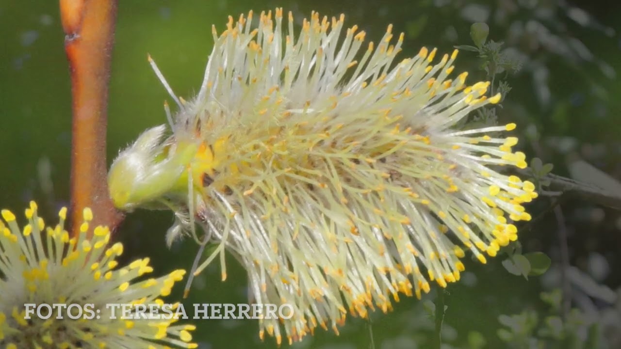 SALGUERA O SAUCE CABRUNO (SALIX CAPREA)