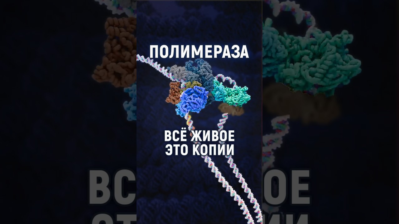ДНК-полимераза: копирование жизни. Процесс репликации ДНК, реплисома