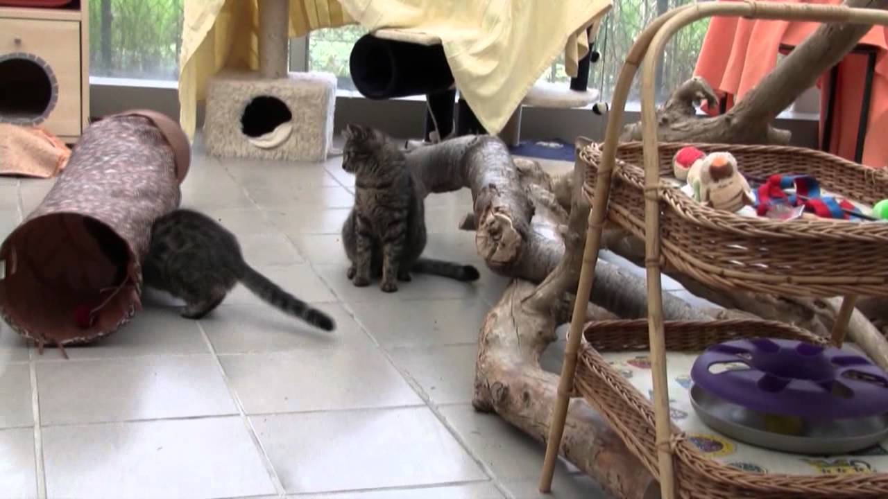 Tierheim Frankfurt Nied aktuell zu vermitteln: Juli 2011