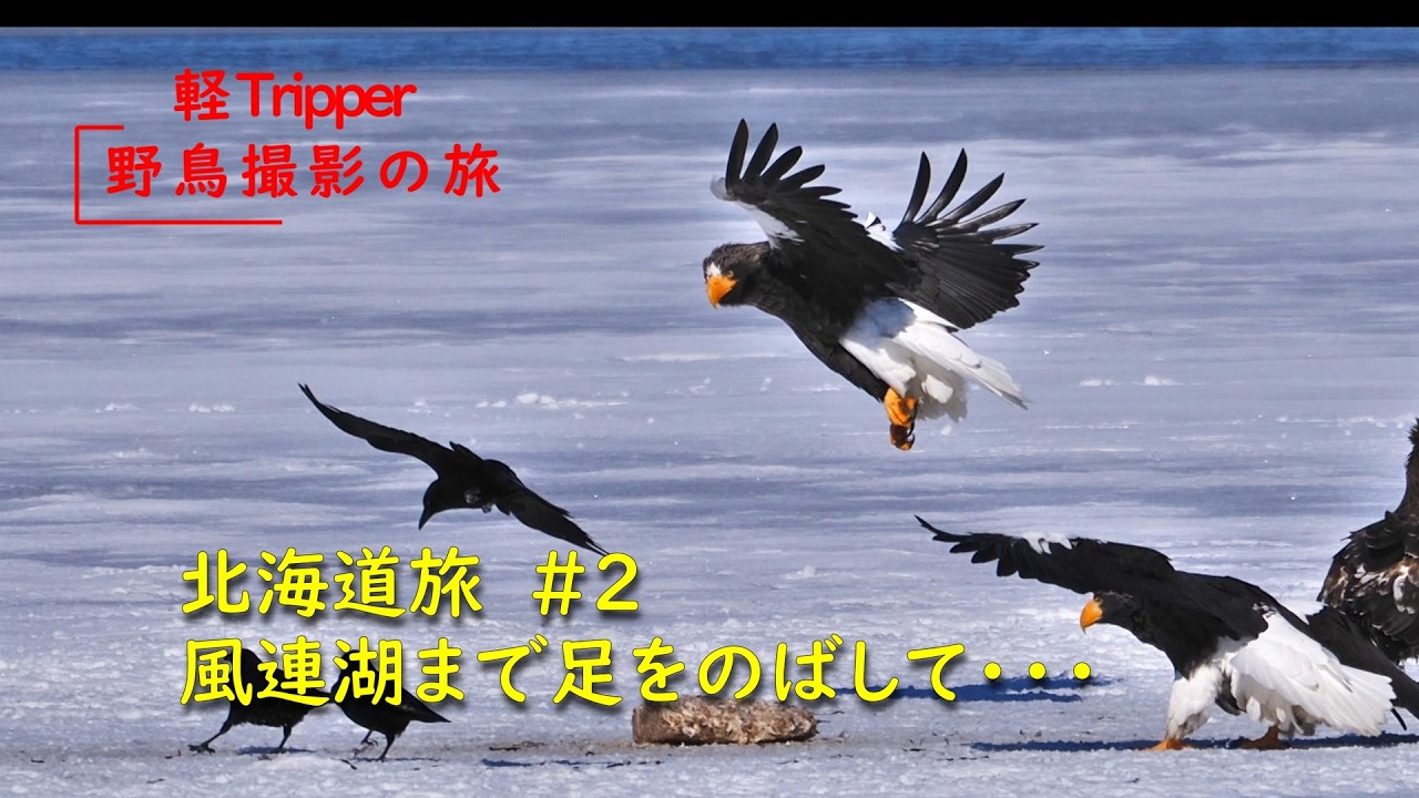 野鳥撮影の旅　北海道編 #2