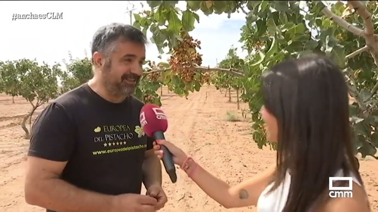 Les contamos cómo llega el pistacho del árbol al aperitivo | Ancha es Castilla-La Mancha