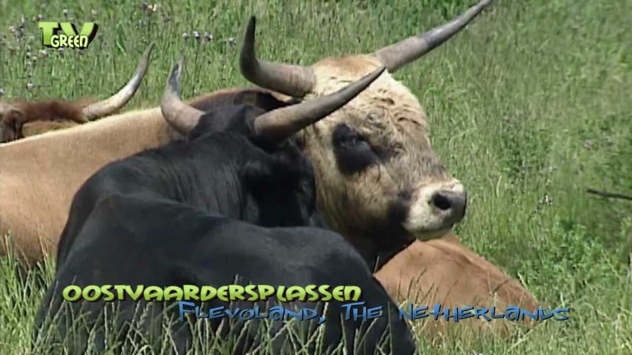 Grote Grazers - Large Herbivores: Heckrund - Heck Cattle