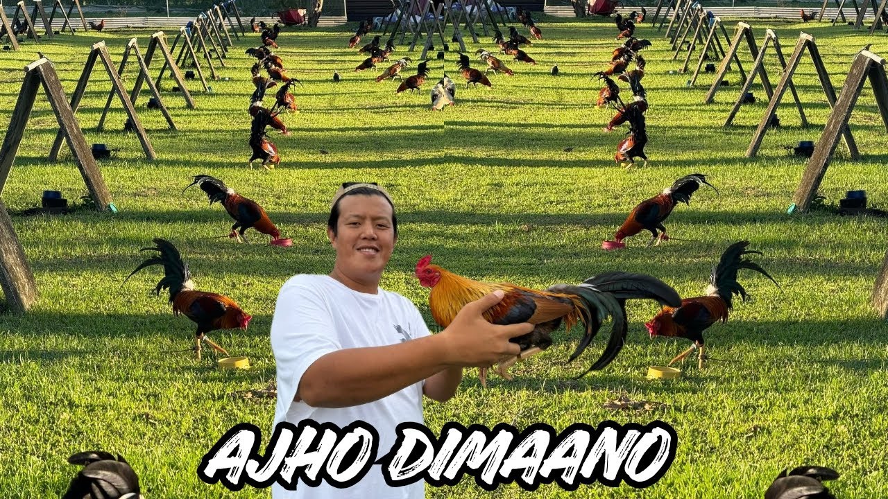 Philippines Ajho Dimaano - Feeding Time Free Range Shape Outdoor Indoor Chicken Coop