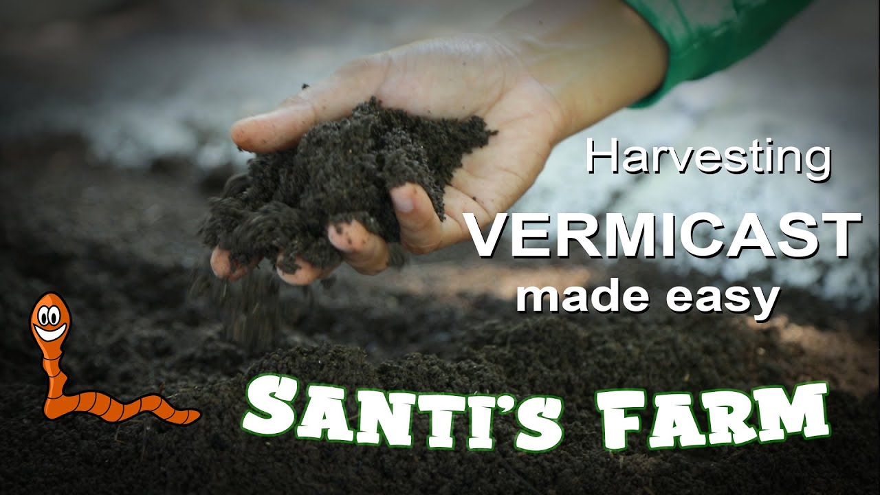 Harvesting your Vermicast from your Vermicompost