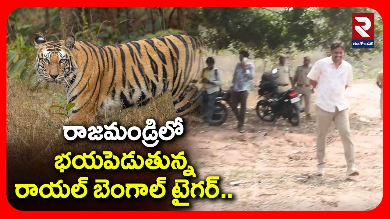 రాజమండ్రిలోభయపెడుతున్న రాయల్ బెంగాల్ టైగర్.. | Latest News Update | #rtveastgodavari