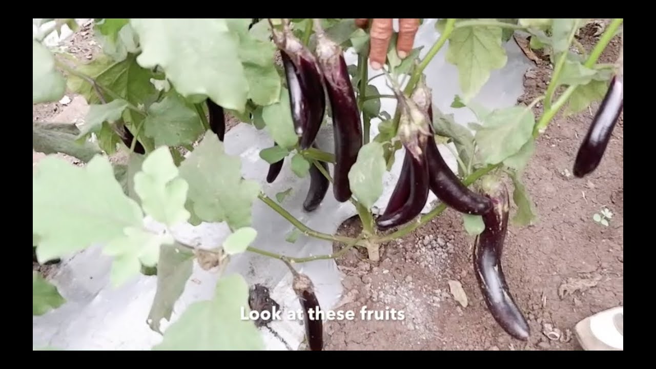 Long, smooth and high yielding eggplant grown organically. The Fortuner.