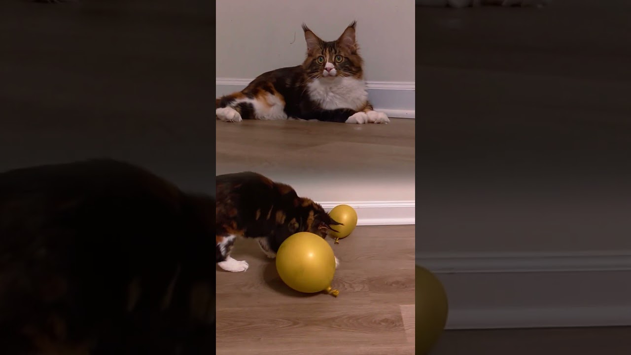 Kitty Party! 