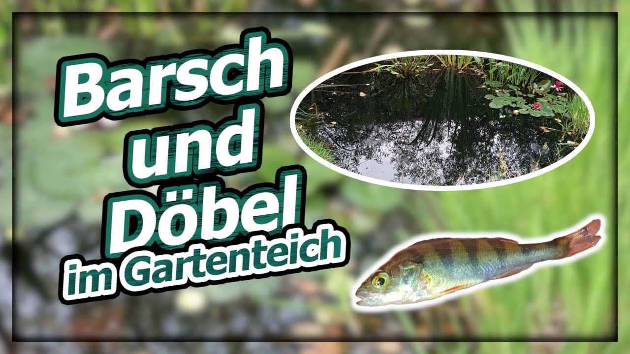 Barsch und Döbel im Gartenteich