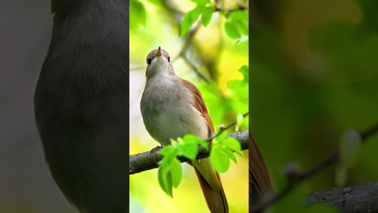 The Melodic Masterpiece: Exploring the Nightingales Song