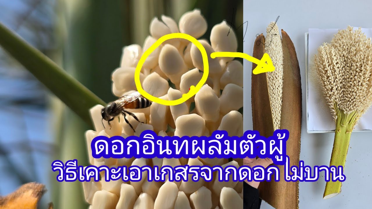 วิธีร่อนเอาเกสรอินทผลัม ที่ดอกไม่บาน Datepalm pollen collection