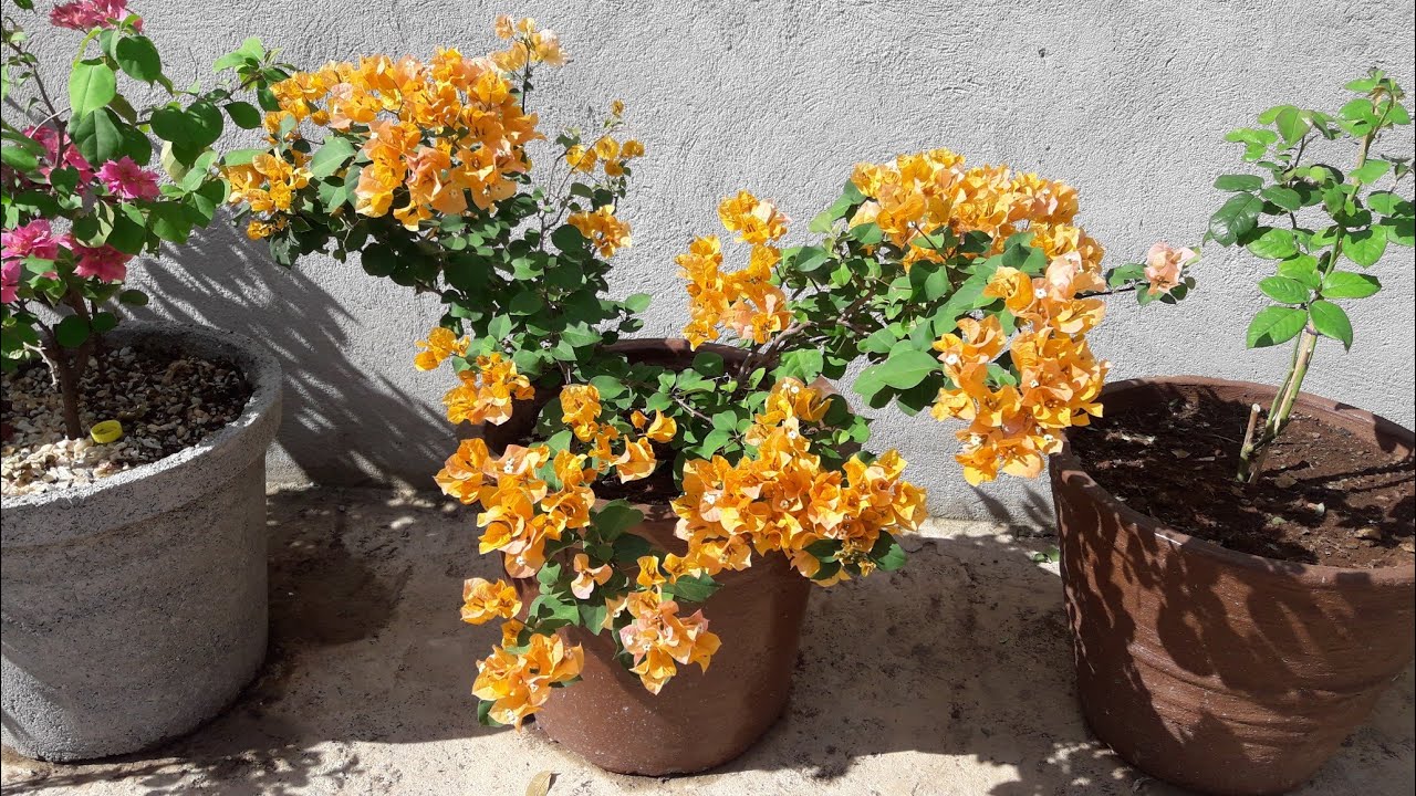 BOUGAINVILLEA (PRIMAVERA)coleção.