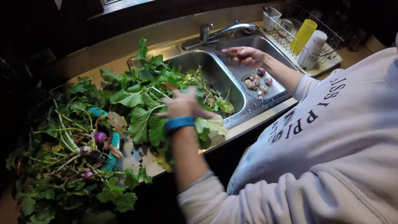 Harvesting Turnips and Turnip Greens and Cooking them for Lunch