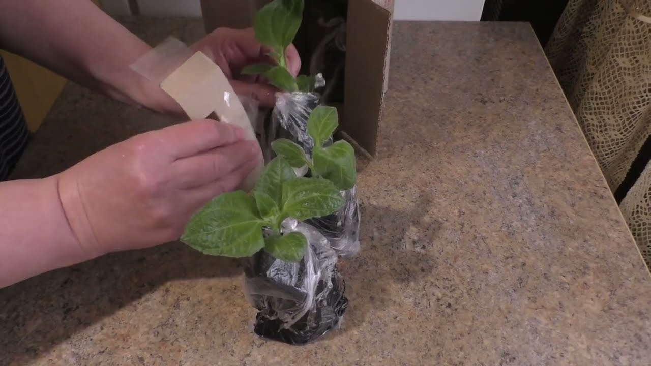 Повезло! Купила  ЯКОН ✅ Полезные свойства ✅