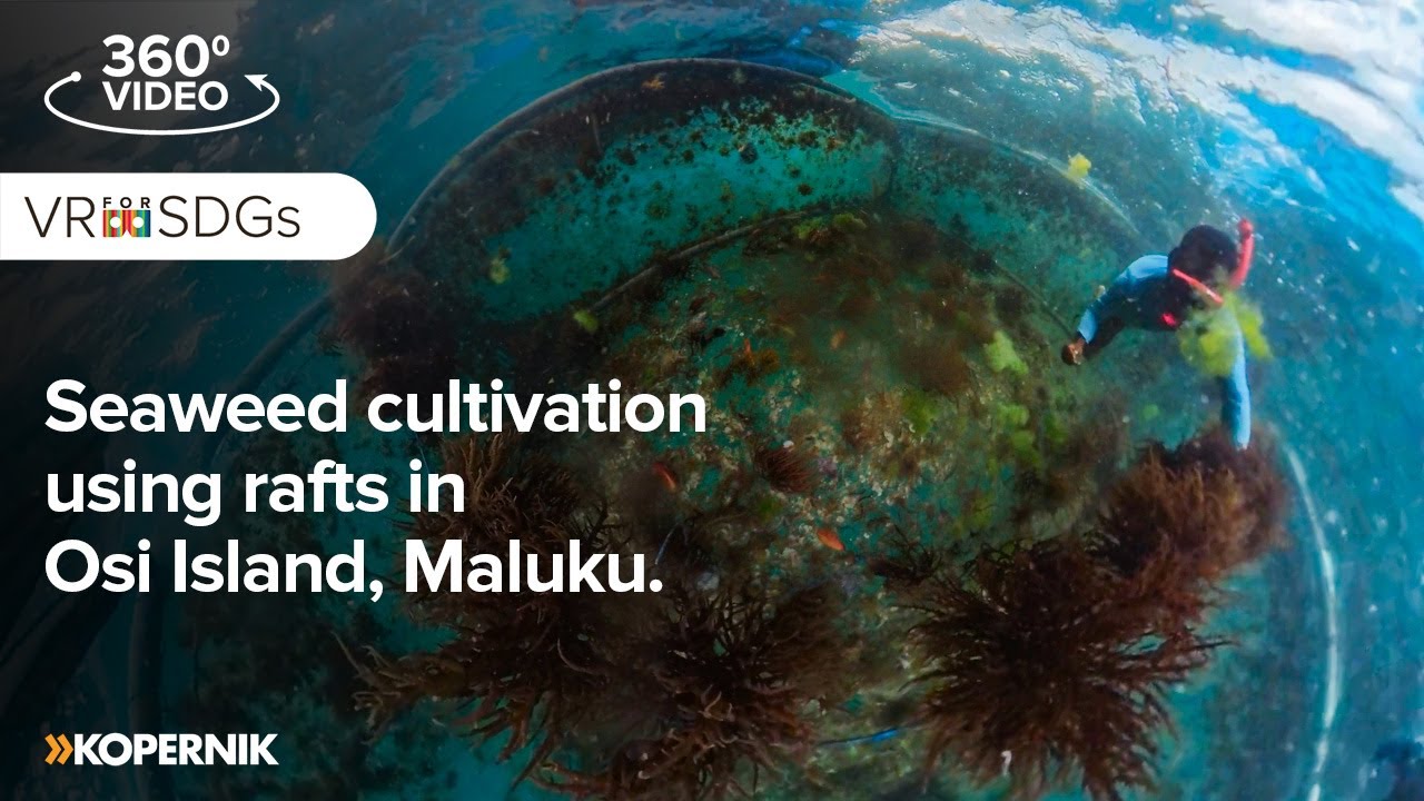 Seaweed cultivation using rafts in Osi Island, Maluku