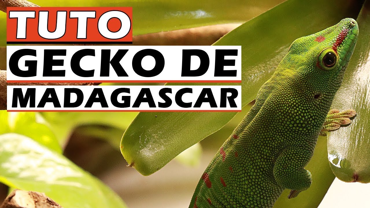 TUTO GECKO DE MADAGASCAR : Terrarium Gecko de Madagascar - EUBLEPHARIS