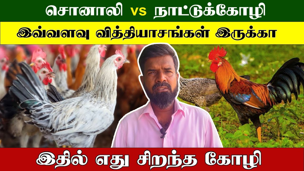 சொனாலி கோழி vs நாட்டுக்கோழி | இவ்வளவு வித்தியாசங்கள் இருக்கா | TAMIL | GUNA NATTUKOZHI PANNAI