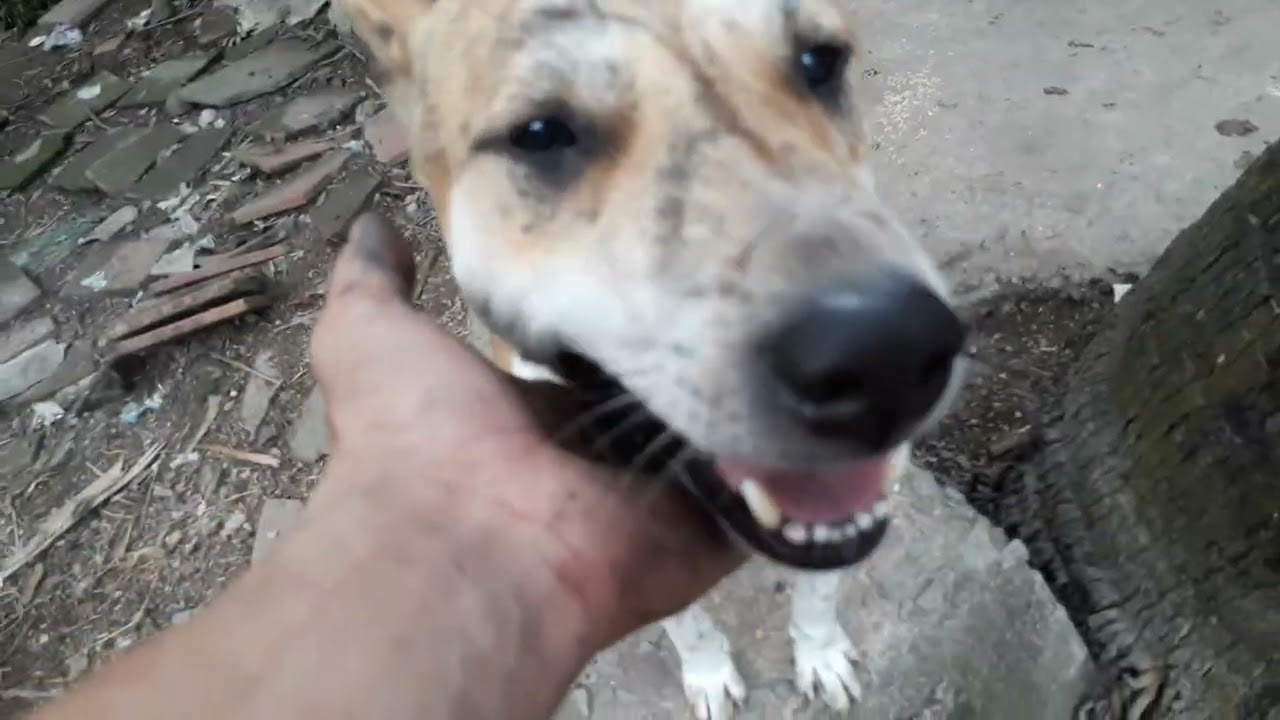 Tung tăng vui dua