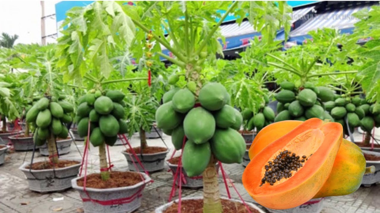 PAPAYA ENANA EN MACETA fácil de obtener 🌱🌳🌴