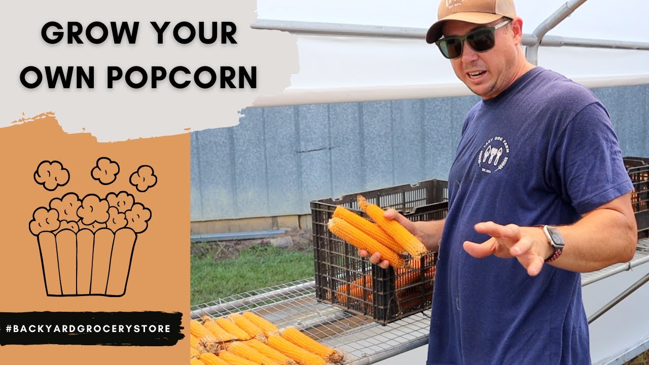 We Made Organic Popcorn in our Backyard Garden!